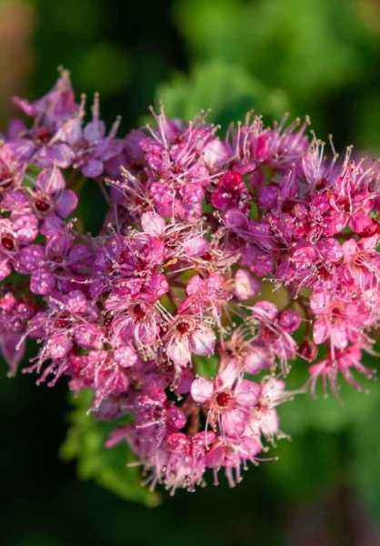 саженцы Спирея японская Crispa