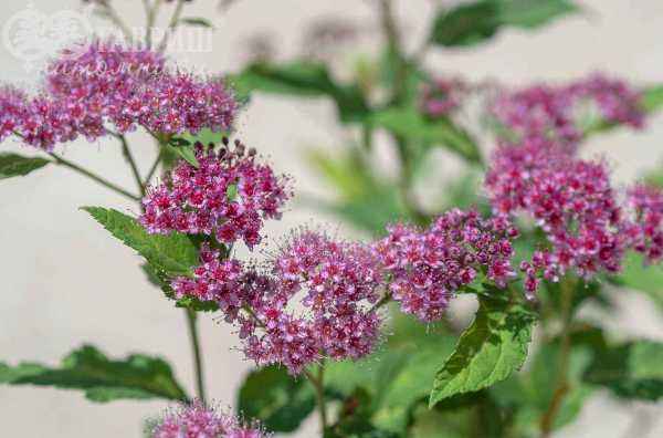 саженцы Спирея японская Dart`s Red