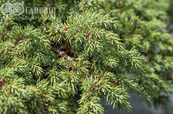 Купить можжевельник обыкновенный repanda деревья и растения
