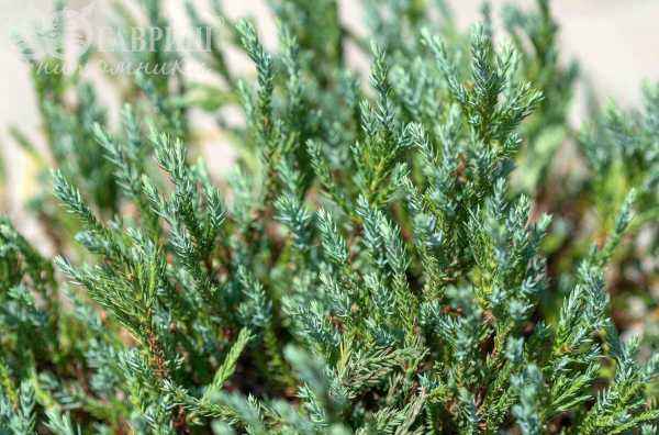 Купить можжевельник горизонтальный blue forest деревья и растения