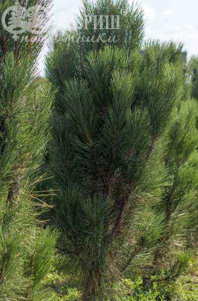 Купить сосна боснийская (гельдрейха) satellit деревья и растения
