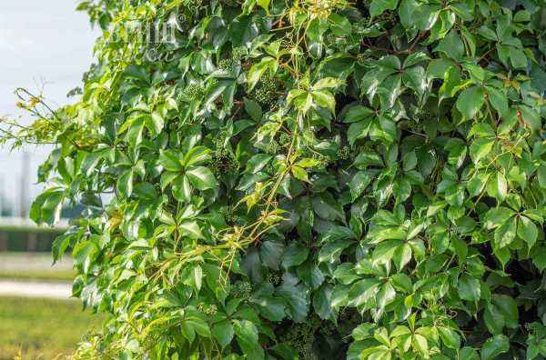 саженцы Партеноциссус (виноград девичий) пятилисточковый