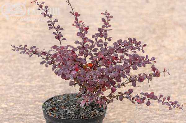 саженцы Барбарис Тунберга Dart's Red Lady