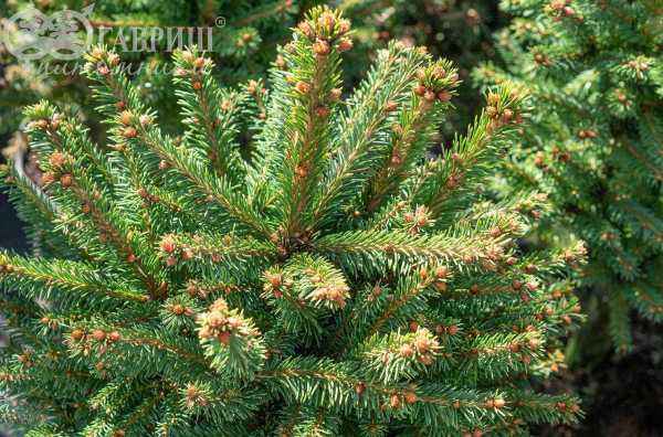 Купить ель обыкновенная compacta деревья и растения
