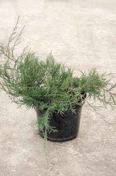 Купить можжевельник  виргинский grey owl деревья и растения