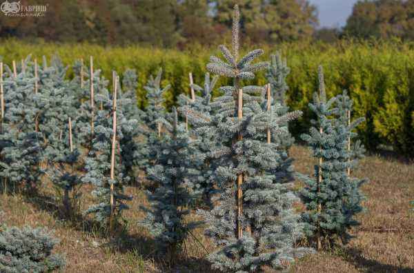 Купить ель колючая hoopsii деревья и растения