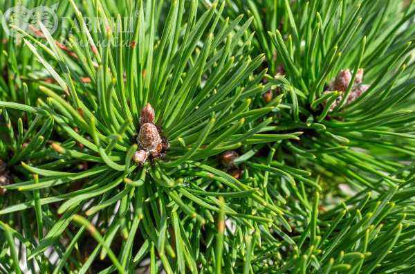 Купить сосна горная hnizdo деревья и растения