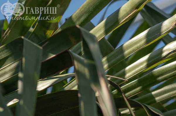 саженцы Трахикарпус Форчуна