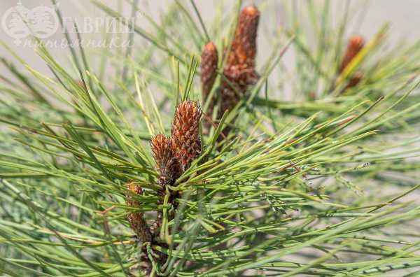 Купить сосна джеффри joppi деревья и растения