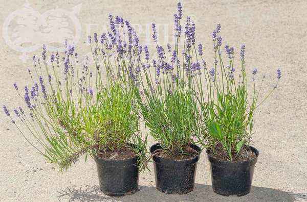 саженцы Лаванда узколистная Hidcote (Hidcote Blue)