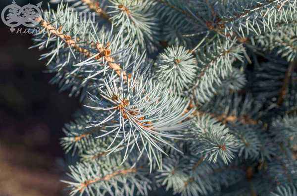 Купить ель колючая edith (edit) деревья и растения