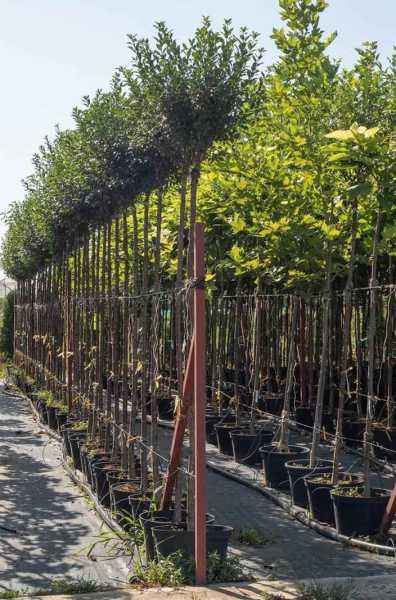 Саженцы вишня кустарниковая globosa (вишня шаровидная umbraculifera)