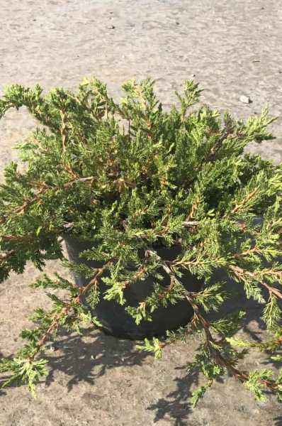 Купить можжевельник горизонтальный prince of wales деревья и растения