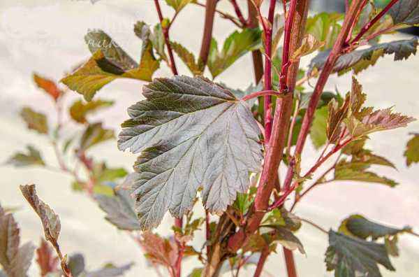 саженцы Пузыреплодник калинолистный  Summer Wine (Seward)