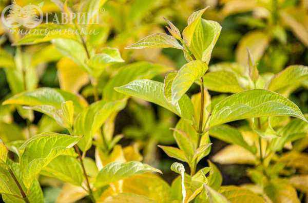 саженцы Дерен белый Aurea