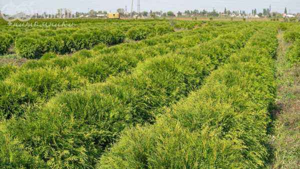 Купить туя западная woodwardii деревья и растения