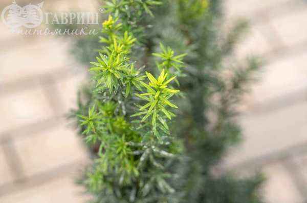 Купить тис средний hicksii деревья и растения