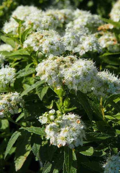 саженцы Спирея японская Albiflora