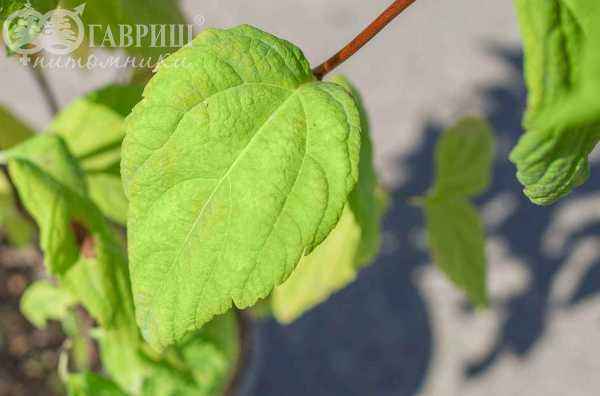 саженцы Спирея японская Macrophylla