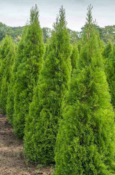 Купить туя западная кубанский изумруд деревья и растения