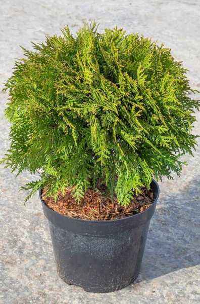 Купить туя западная danica деревья и растения