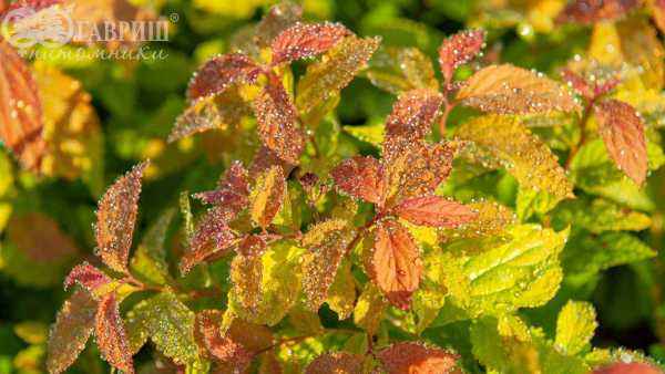 саженцы Спирея японская Goldflame