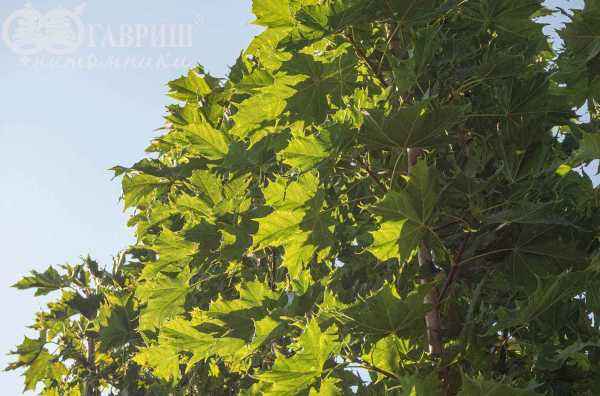 Саженцы клён остролистный globosum