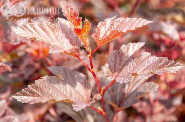 саженцы Пузыреплодник калинолистный Andre