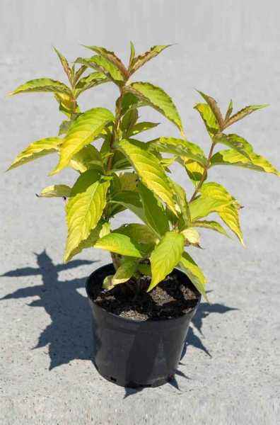 саженцы Вейгела цветущая Aurea