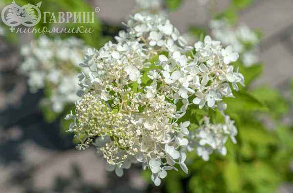 саженцы Гортензия метельчатая Tardiva