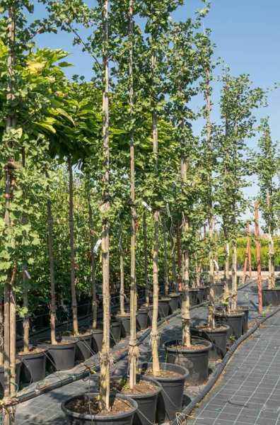 Саженцы гинкго билоба (двулопастный)