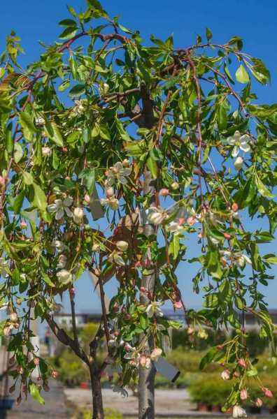 Саженцы яблоня fontana