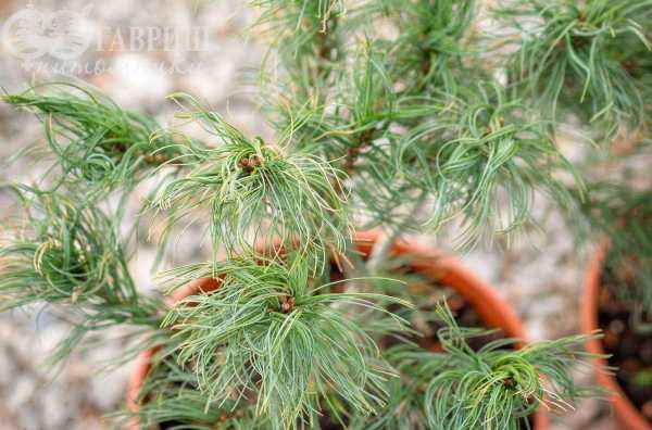 Купить сосна веймутова tiny kurls деревья и растения