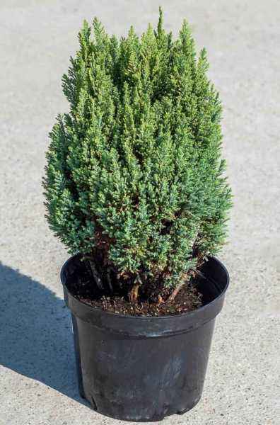 Купить кипарисовик лавсона stewartii деревья и растения