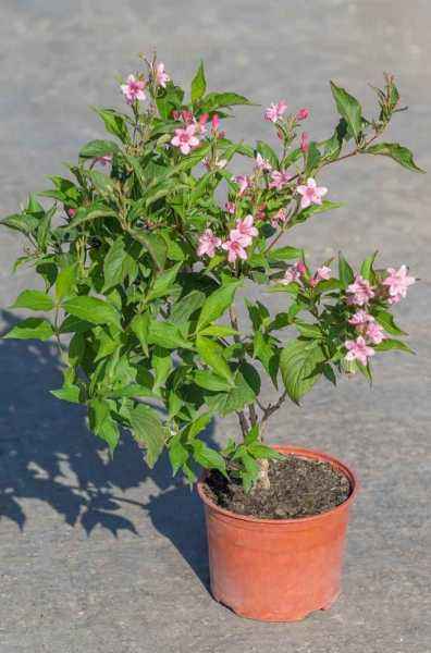 саженцы Вейгела цветущая Pink Princess