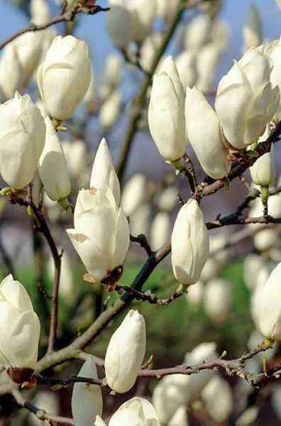 Саженцы магнолия x soulangeana alba superba