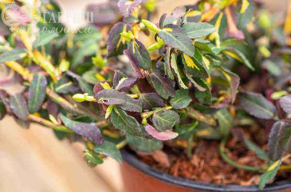 саженцы Бересклет Форчуна Interbolwi