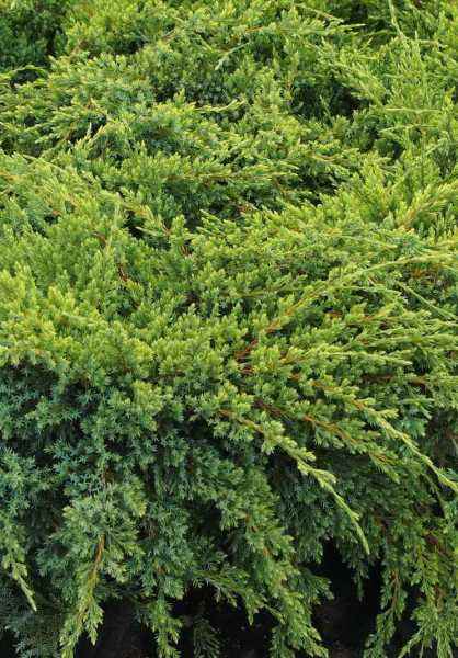 Купить можжевельник чешуйчатый dream joy деревья и растения