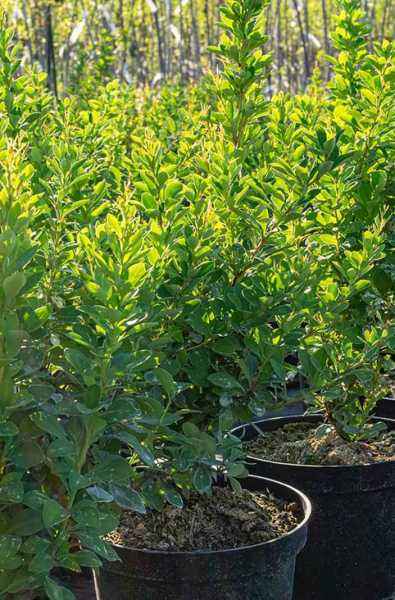 саженцы Барбарис Тунберга Powwow