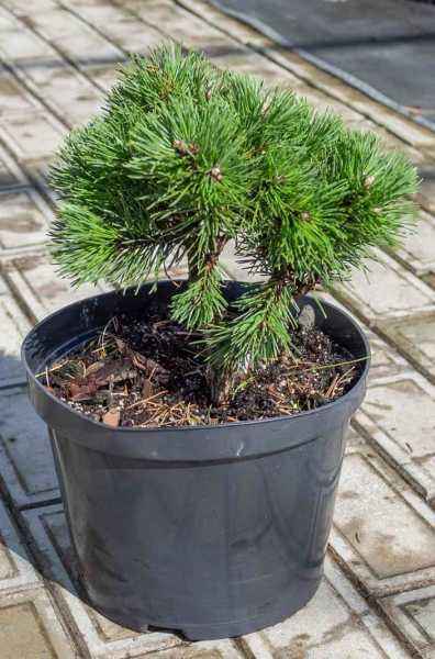 Купить сосна горная ofenpass деревья и растения