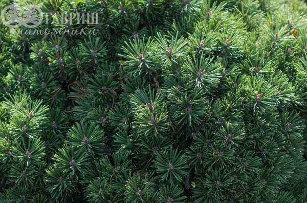 Купить сосна горная benjamin деревья и растения