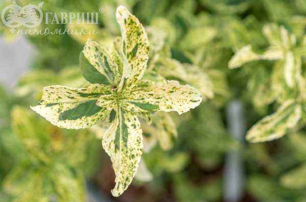 саженцы Бересклет Форчуна Golden Harlequin