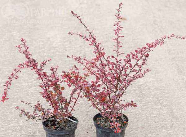 саженцы Барбарис Тунберга Harlequin