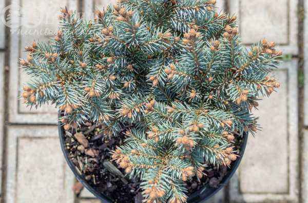 Купить ель обыкновенная pumila glauca деревья и растения