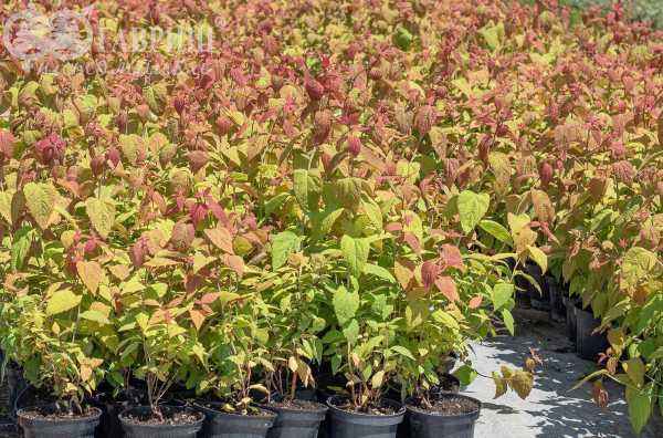 саженцы Спирея японская Macrophylla