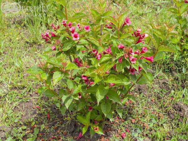 саженцы Вейгела цветущая Eva Rathke