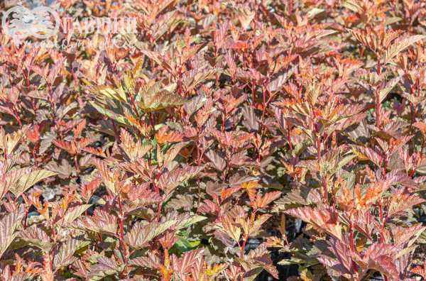 саженцы Пузыреплодник калинолистный Little Angel