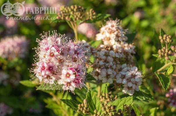 саженцы Спирея японская Little Princess