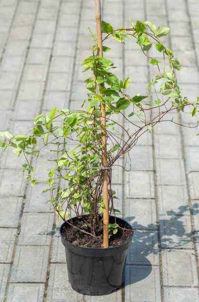 саженцы Жимолость японская Aureoreticulata