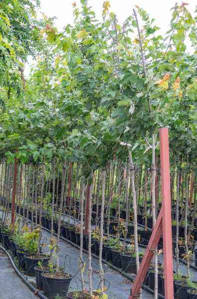 Саженцы клён красный red sunset (franksred)